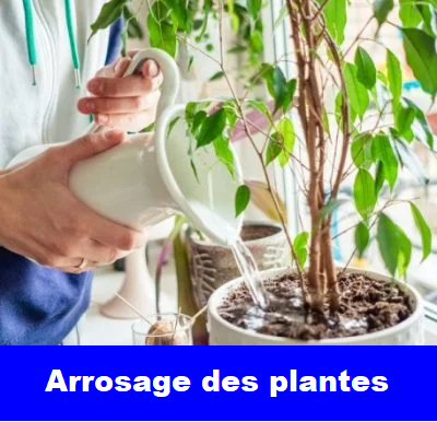 Arrosage